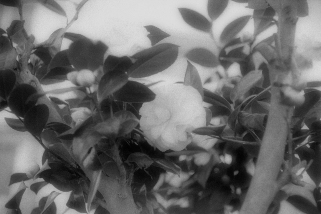 「2/28 花撮り」 (film)