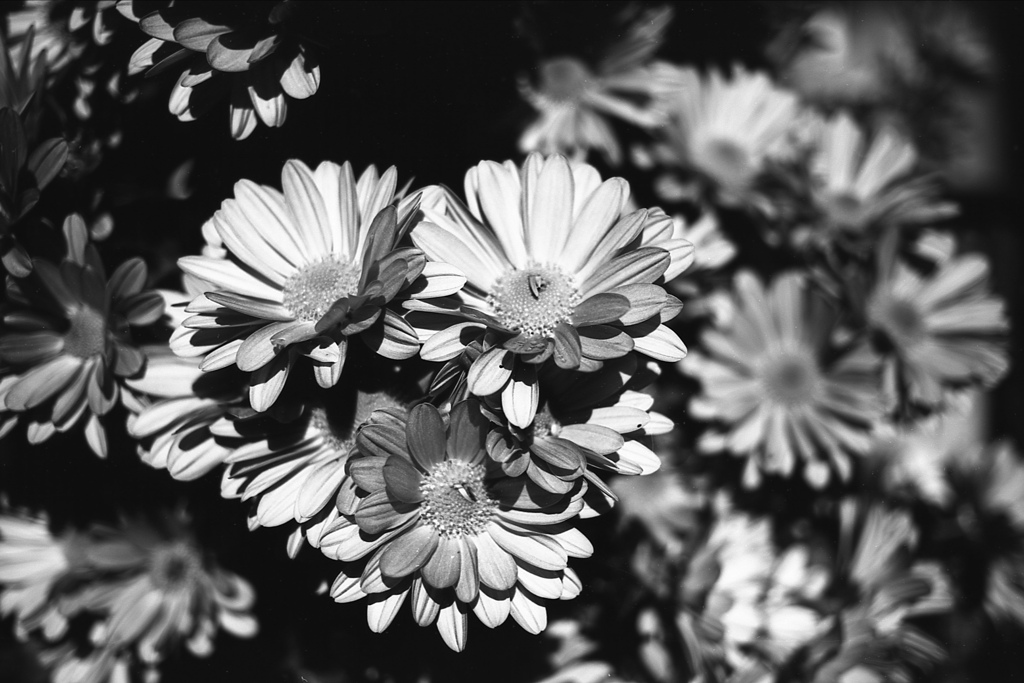 「菊」 (Fuji Microfilm HR20)