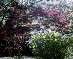 「残り楓と紫陽花」 (film)