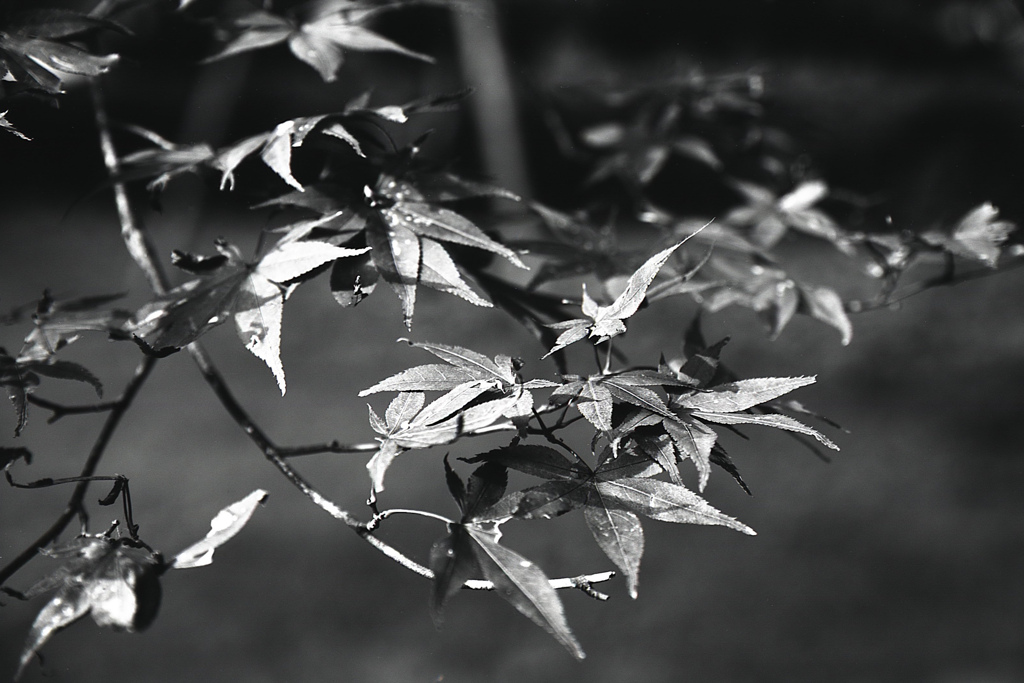「楓」 (film:HR20)