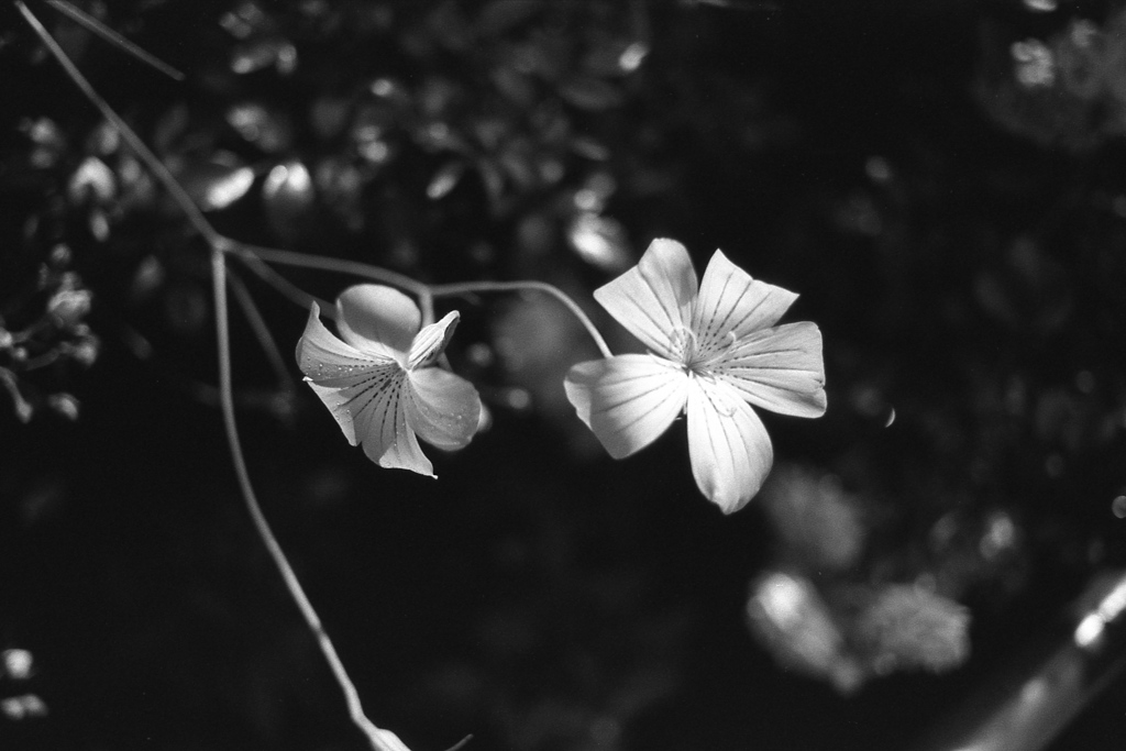 「街角flower」 (film)