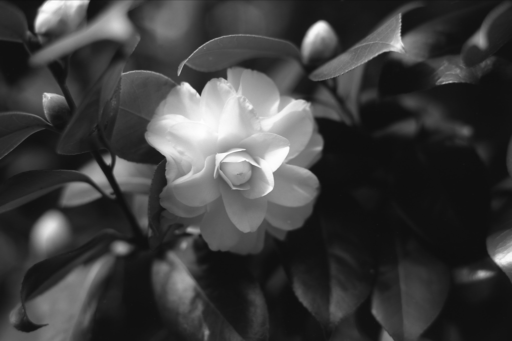 「楚々」 (film:HR20)