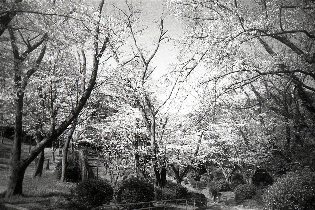 「花の頃：桜の森」 (film)