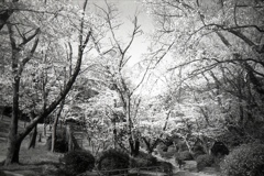「花の頃：桜の森」 (film)