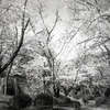 「花の頃：桜の森」 (film)
