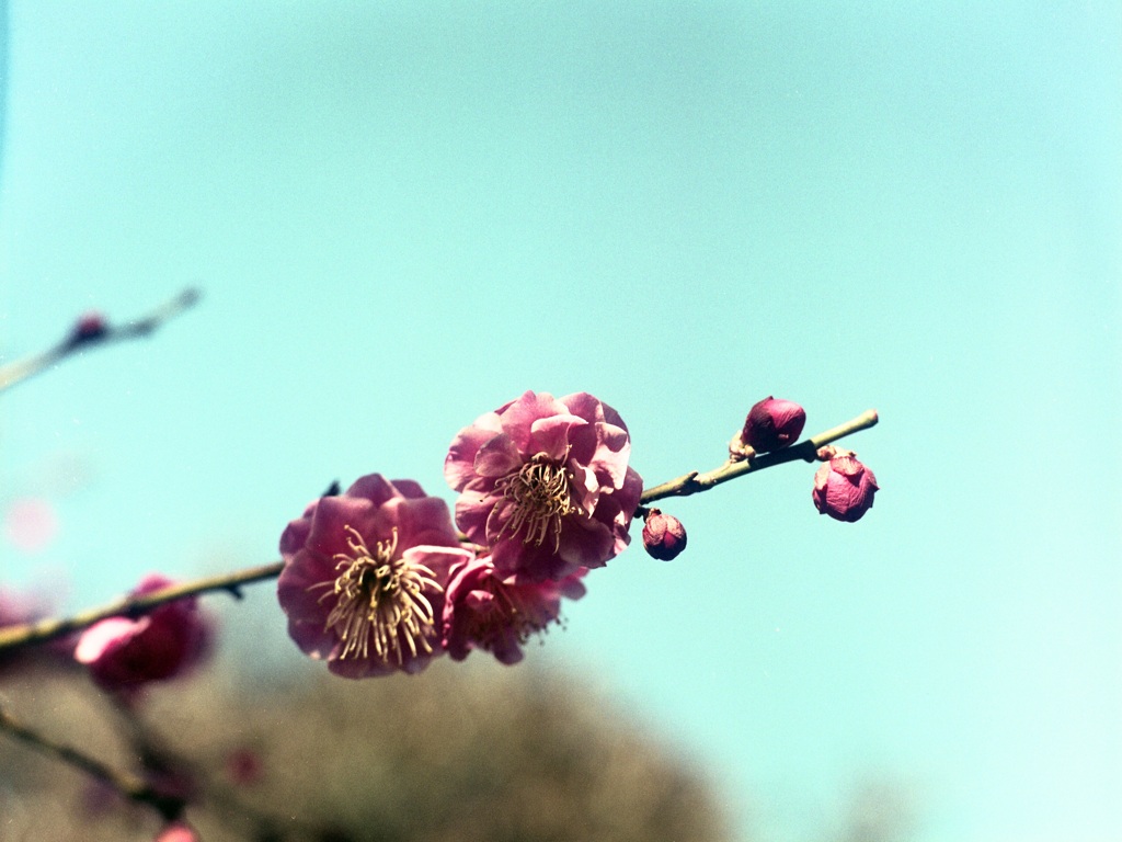 「紅梅」 (film)