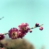 「紅梅」 (film)
