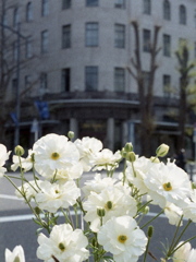 「花通り」 (film)