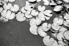 「8/14 In a rain」 (film:HR20)