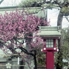 「紅梅」 (film)