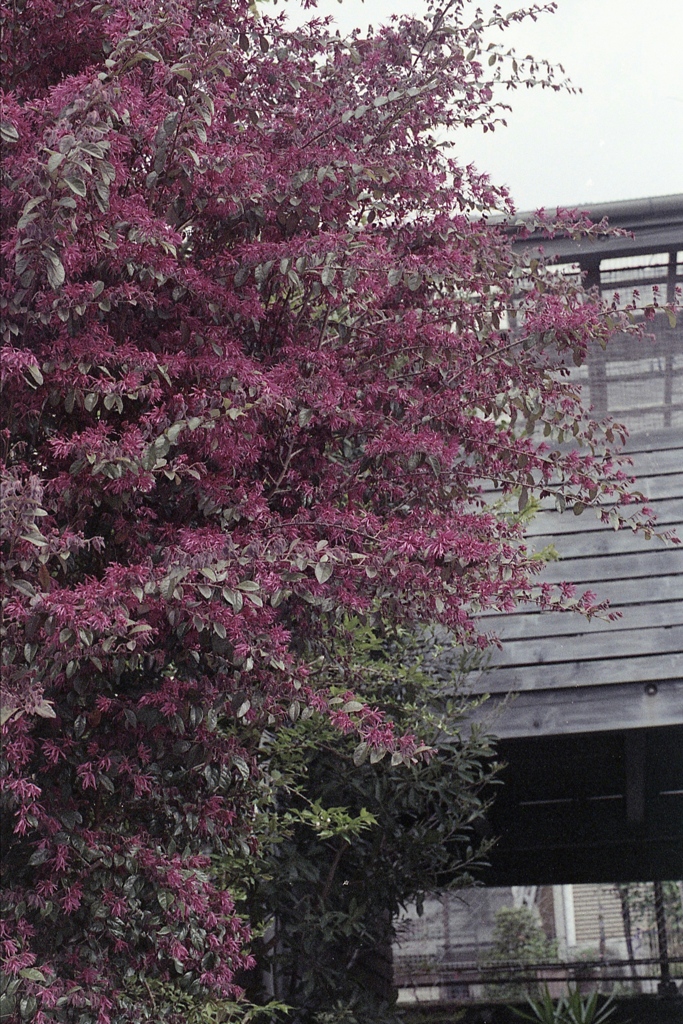 「Spring One Roll: 10」 (film)