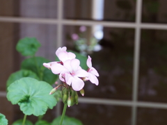 「中庭で」