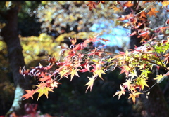 「12/5 公園散歩」 (film)