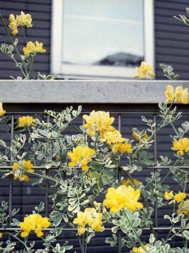 「街角flower」 (film)
