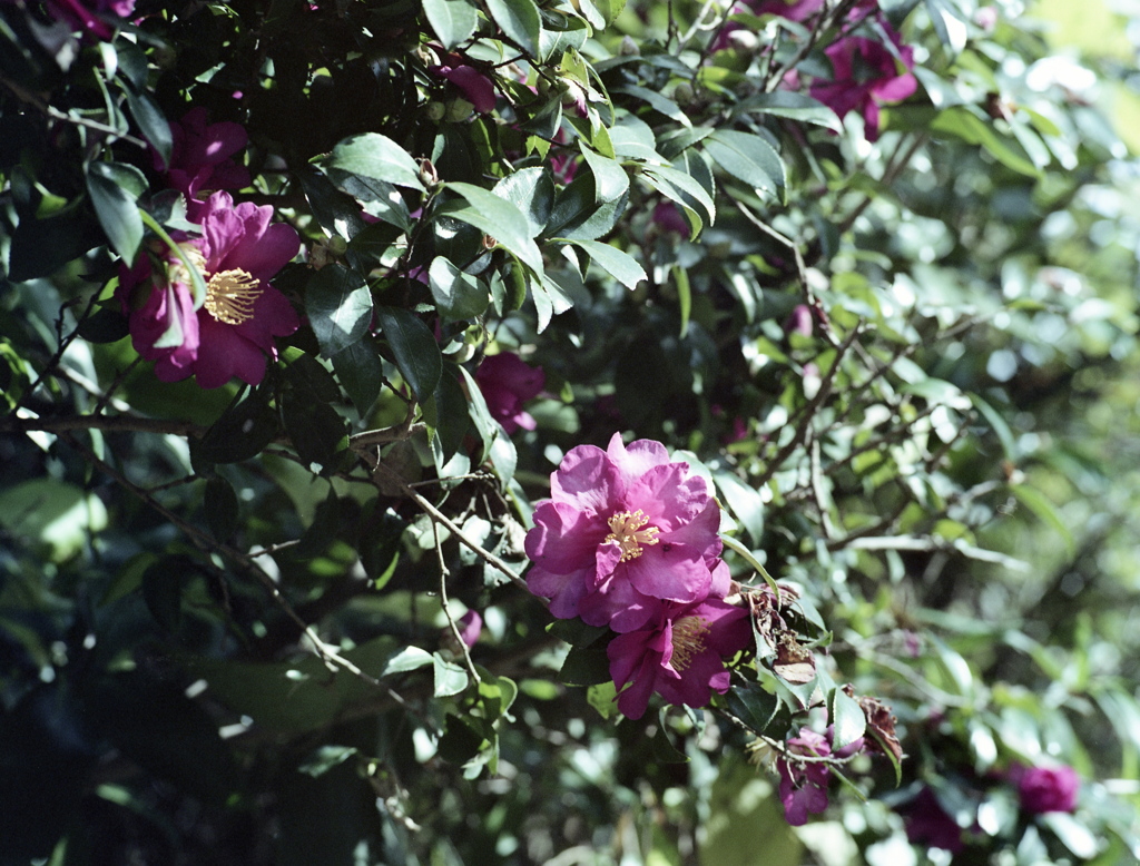 「山茶花」 (film)