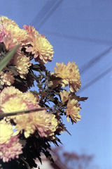 「菊」 (film)