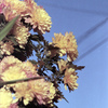 「菊」 (film)