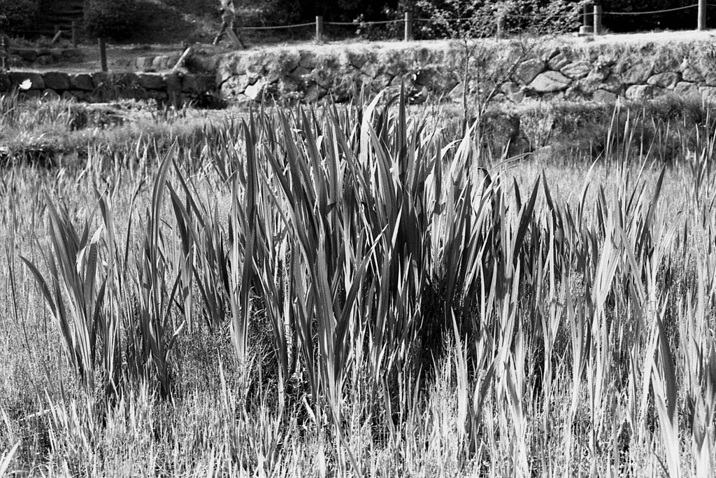 「野や山の」 (film)