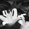 「White Lily」 (film)