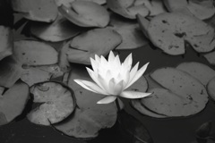「water lily」 (film:HR20)