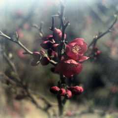 「紅梅」 (film)