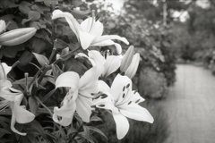 「White Lily」 (film)