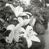 「White Lily」 (film)