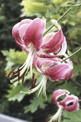「Lily」(film)