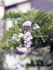 「街角flower」 (film)