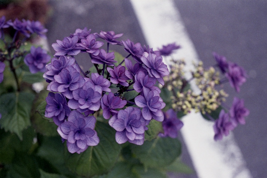 「街角flower」 (film)