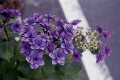 「街角flower」 (film)