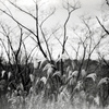 「冬公園」 (film)