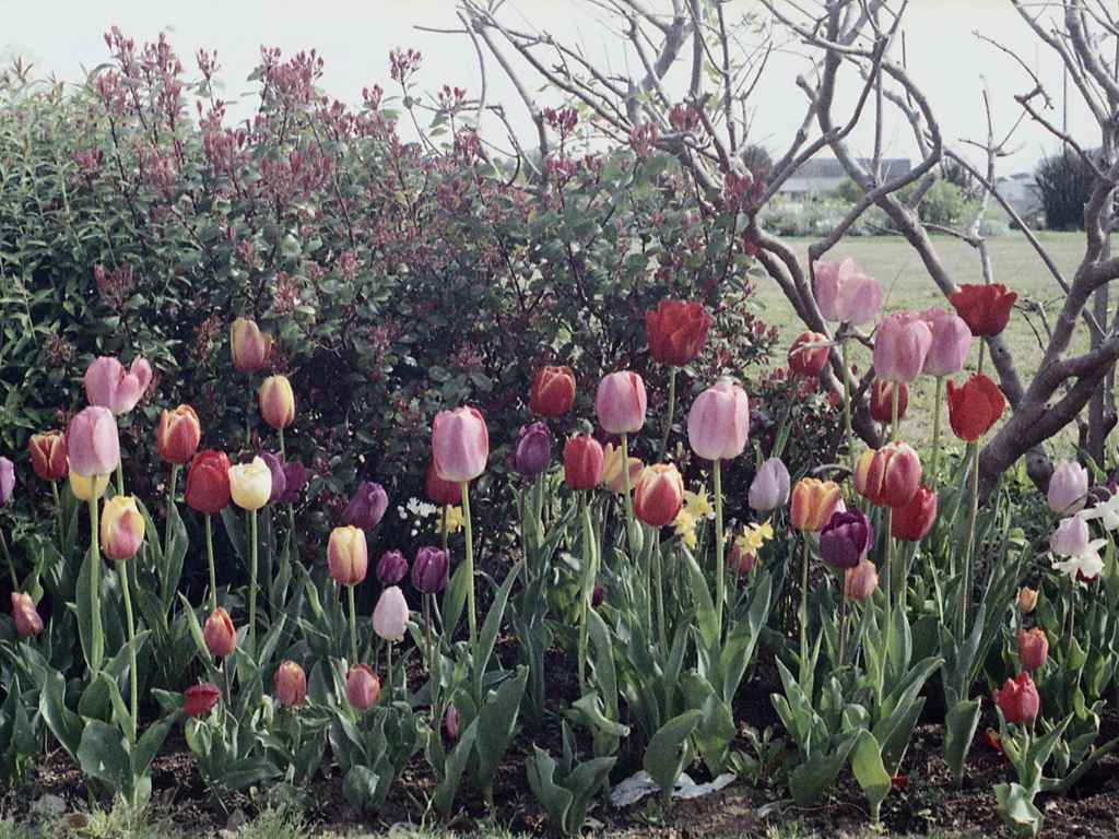 「tulip三昧」 (film)
