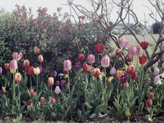 「tulip三昧」 (film)