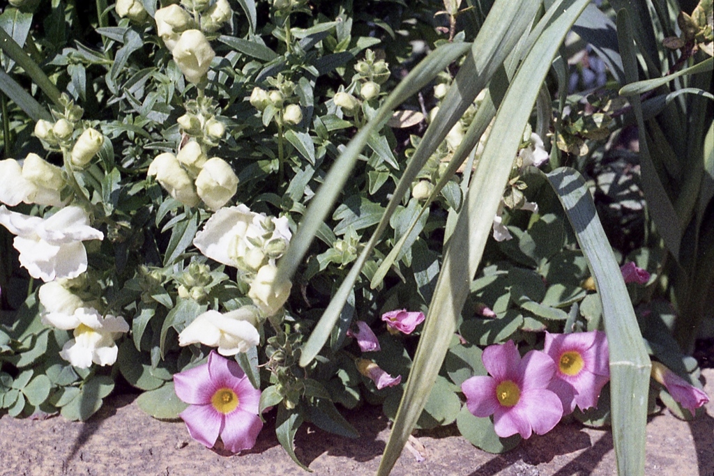 「3/14 散歩写真」 (film)