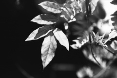 「plants monochrome」 (film:HR20)