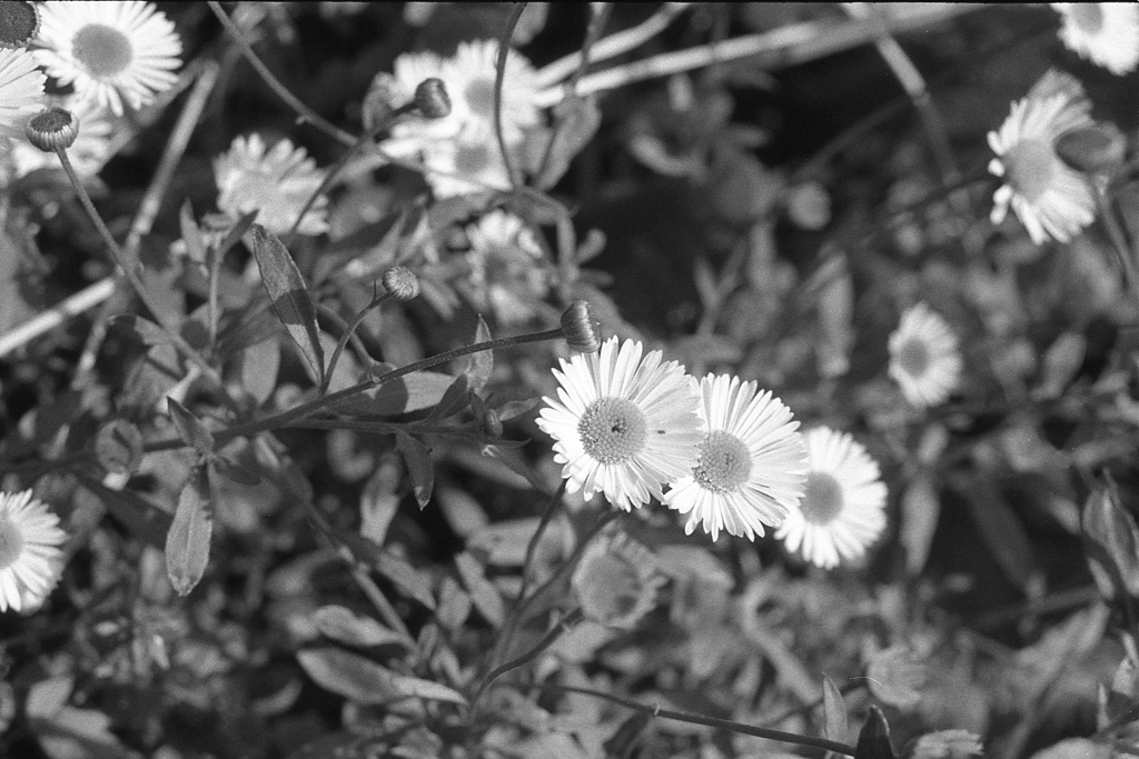 「街角Flower」 (film)