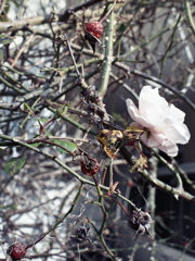 「Aging」 (film) 「Aging」 (film)