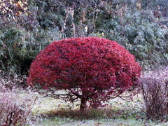 「Red」 (film)