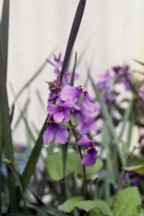 「3/14 散歩写真」 (film)