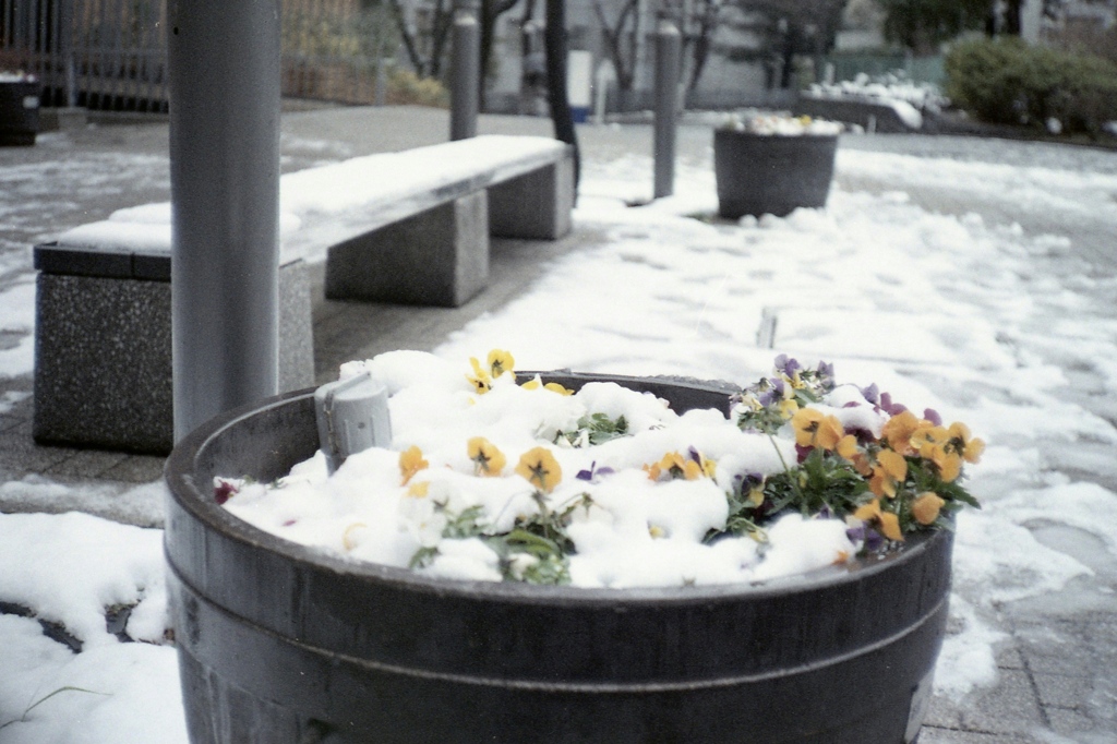 「one day snow in Yokohama」 (film)