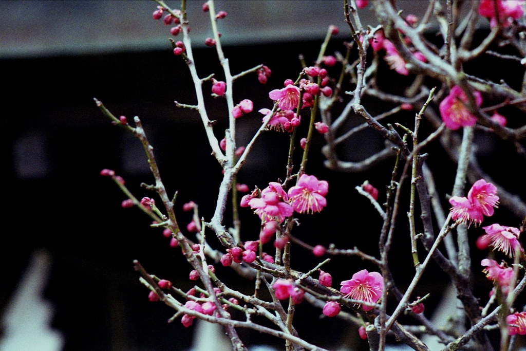 「2/2 紅梅10」 (film)