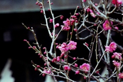 「2/2 紅梅10」 (film)