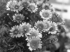 「Daisy Flower」 (film)