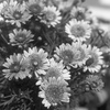 「Daisy Flower」 (film)