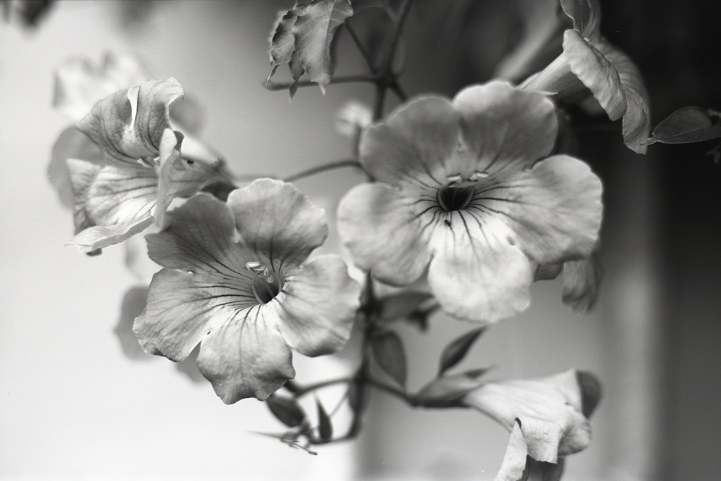 「花 monochrome」 (film:HR20)