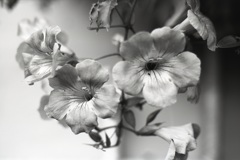 「花 monochrome」 (film:HR20)