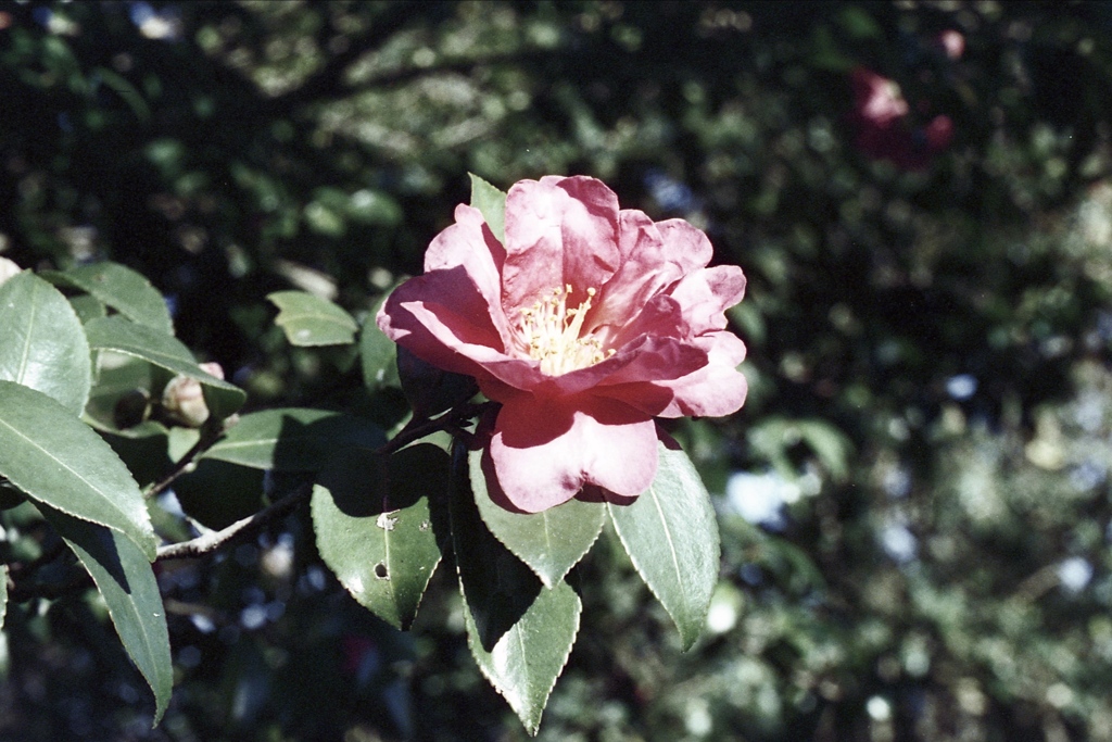 「山茶花」 (film)