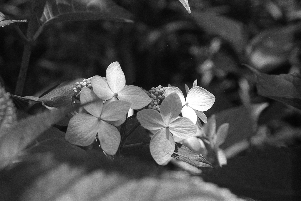 「side view 紫陽花」 (film)