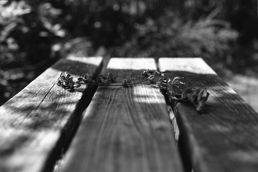 「射す光①」 (film:HR20)